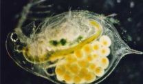 Daphnia (Foto M. Mrtl)