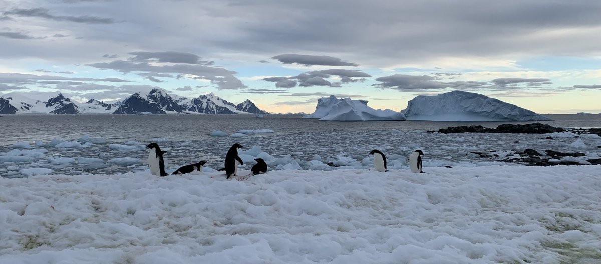 [Translate to Englisch:] Pinguine in der Antarktis