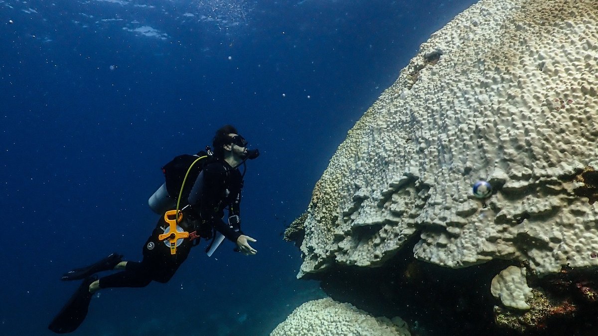 A diver looks at a very large bleached coral.