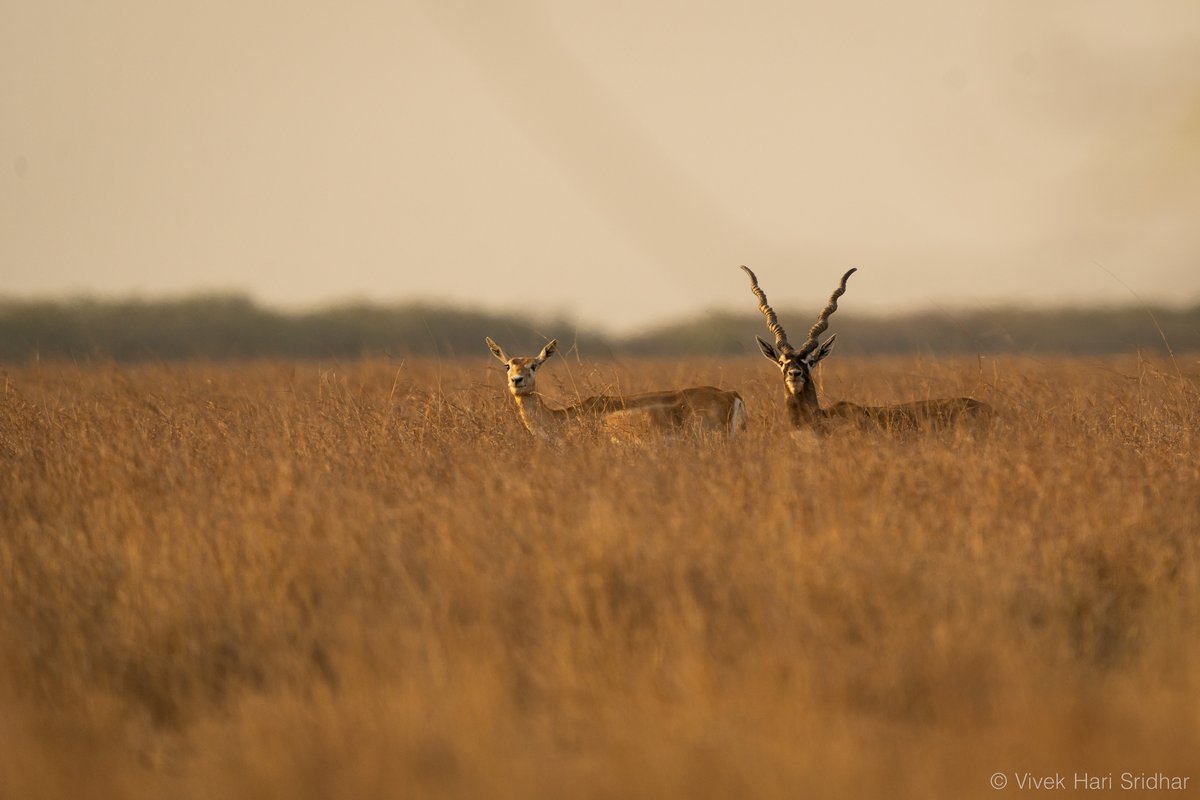 One female and one male deer goat antelope