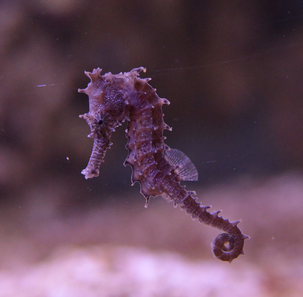 How sessile seahorses managed the across and disperse world\'s oceans speciate to
