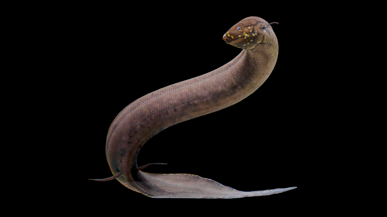 The South American lungfish has an eel-like, brownish-coloured body and a snake-like, yellow-spotted head.