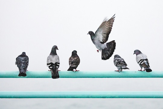 Five pigeons are sitting on a green pole, presumably a railing. One pigeon is landing.