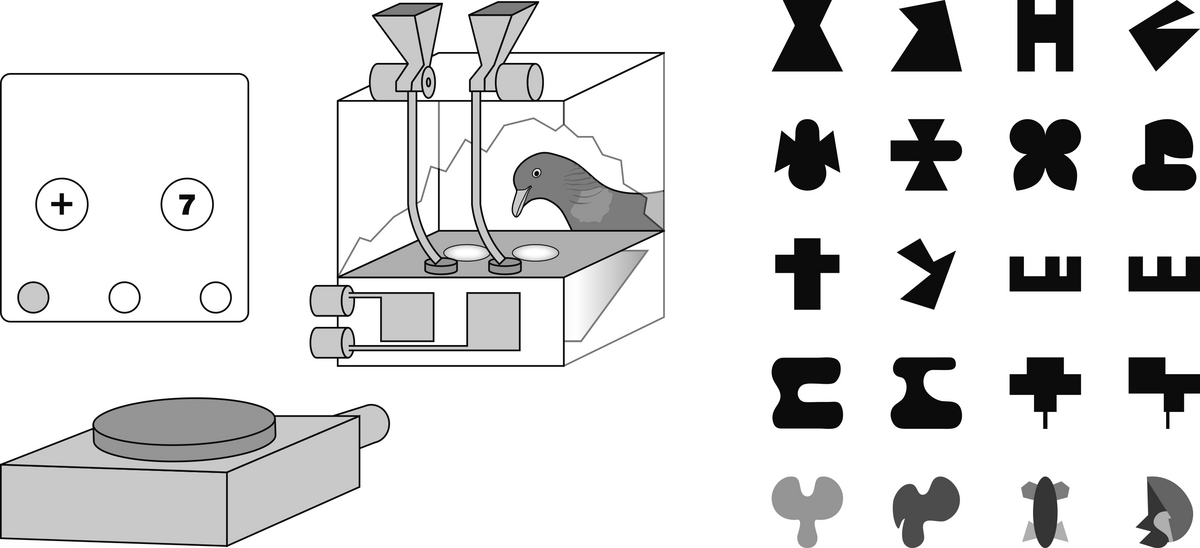 Depiction of the experimental set-up in which pigeons distinguish between symmetric and asymmetric patterns (pattern on the right).