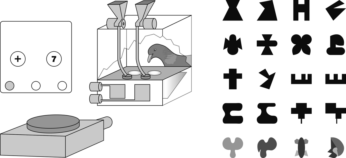 Skizze des Versuchsaufbaus, in dem Tauben symmetrische von asymmetrischen Mustern (Muster siehe rechts) unterscheiden.